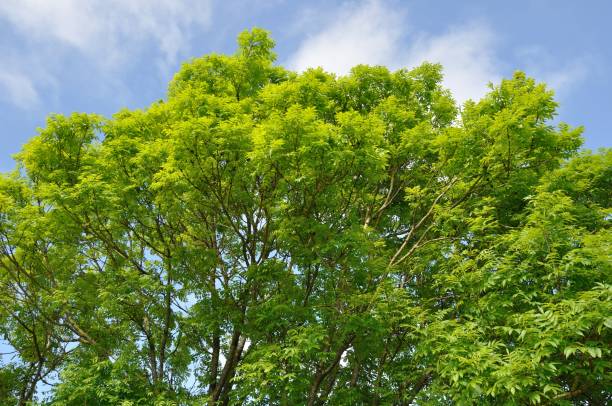 istock Ash in the countryside in Brittany 1213843776