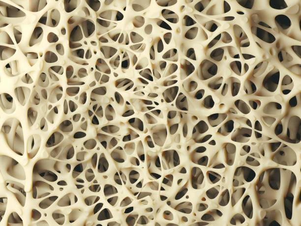 Bone structure Realistic bone spongy structure close-up, healthy texture of bone, 3d illustration tissue anatomy stock pictures, royalty-free photos & images