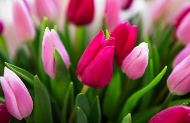 istock Beautiful tulips bouquet 1213846407