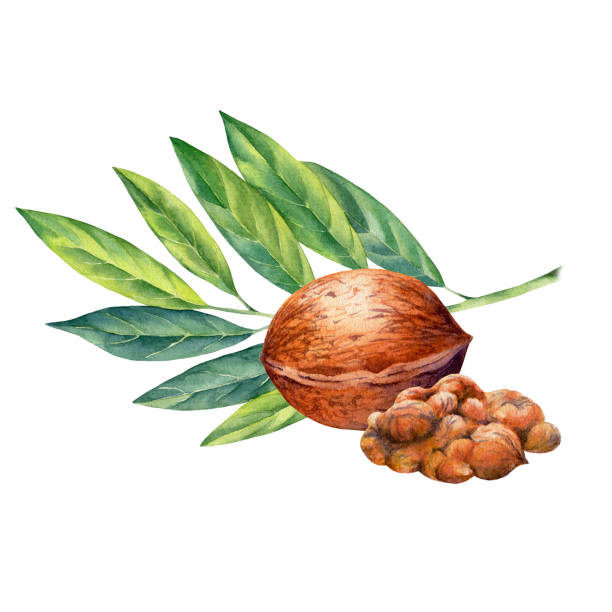 watercolor painting of branch walnut on white background watercolor painting of branch walnut on white background walnut grove stock illustrations