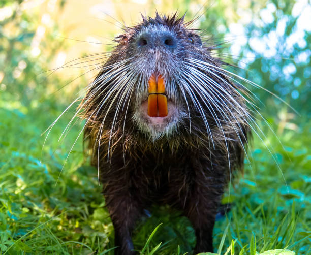 nutria com dentes amarelos - nutria rodent beaver water - fotografias e filmes do acervo