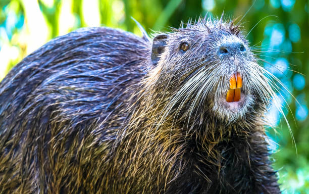 nutria con denti gialli - castoro foto e immagini stock