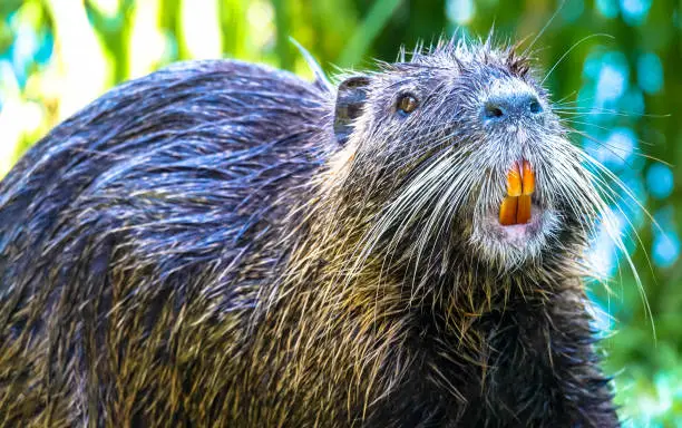 Nutria, or coypu, or marsh beaver  - a mammal of the rodent order, the only species of the nutria family