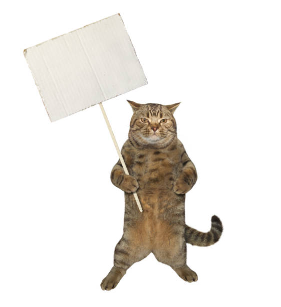 istock Cat holds blank sign on stick 1213851902