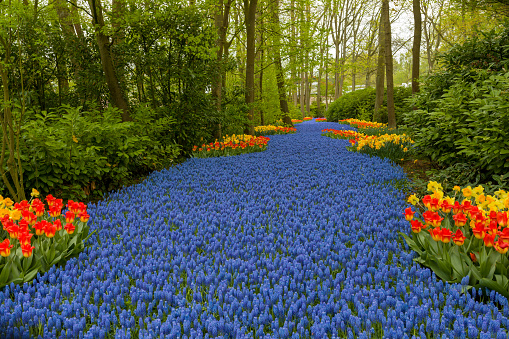 Flower path in the forest