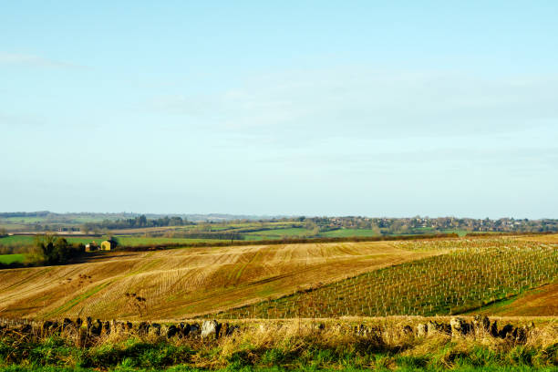 istock tree seedlings growing on field in england uk 1213853254