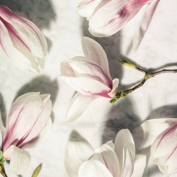 istock Beautiful pink magnolia flowers on white marble table. Top view. flat lay. Spring minimal concept. 1213855372
