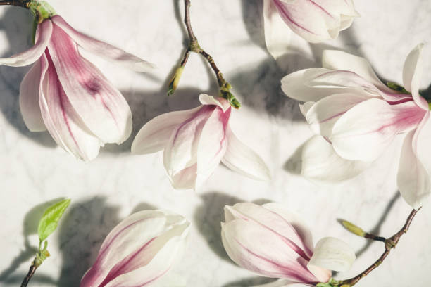 istock Beautiful pink magnolia flowers on white marble table. Top view. flat lay. Spring minimal concept. 1213855375