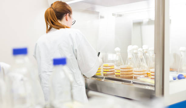 istock Female scientist working with bacteria in laminar flow at corona virus vaccine development laboratory research facility. 1213857722