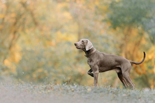 weimaraner dog in a collar standing outdoors in autumn weimaraner dog in a collar pointing outdoors in autumn weimaraner dog animal domestic animals stock pictures, royalty-free photos & images