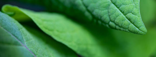 istock Green firm layers of leaves web banner macro. 1213859448