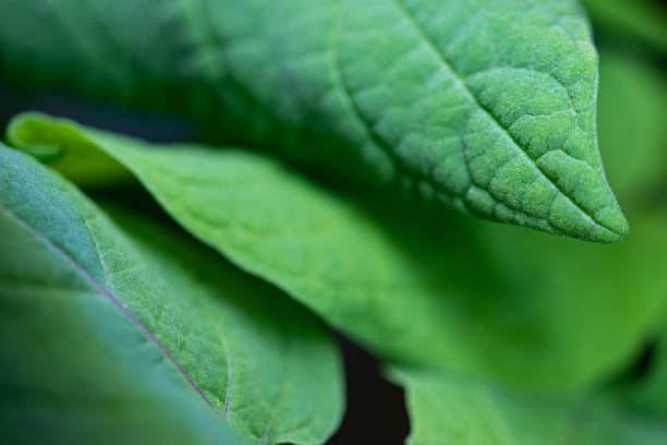 istock Vibrant green firm leaves.  Macro background. 1213859463