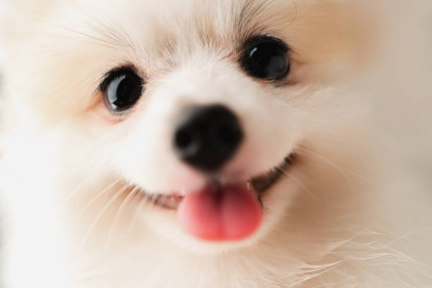 bonito cabelo branco cabelo puupy cão engraçado sorriso estúdio tiro fundo preto - cão miniatura - fotografias e filmes do acervo