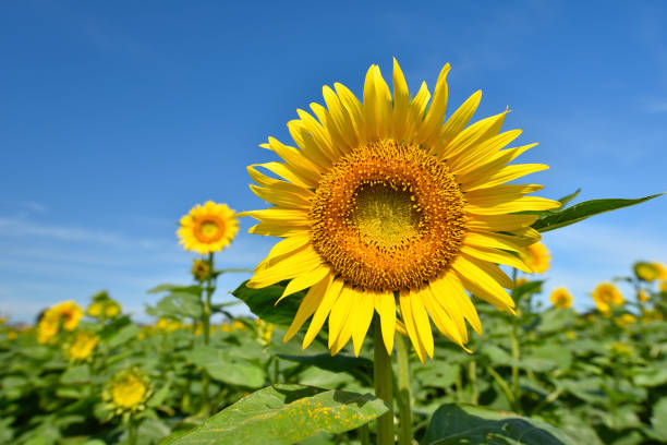 istock Midsummer blue sky and sunflowers 1213860350