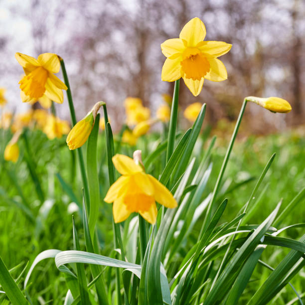 istock View of blooming daffodils, which are spread out in clusters. 1213862584