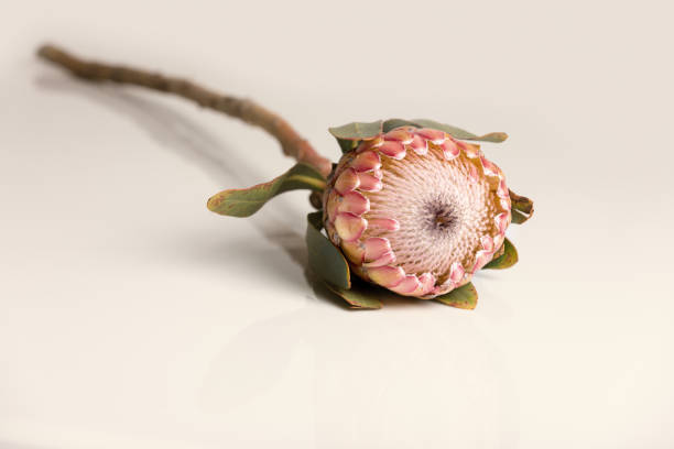 istock Close-up of a protea flower isolated on a white background 1213862731