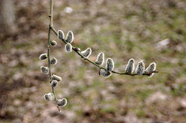 fluffy buds on a branch of a spring tree