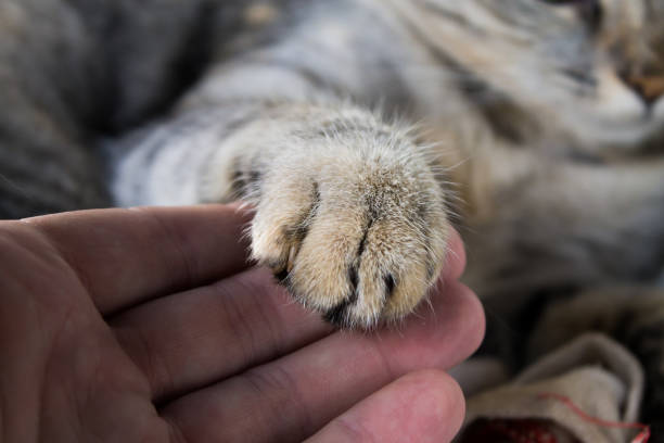 istock Cat paw and human hand 1213863844