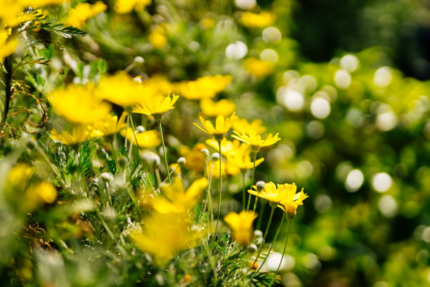 istock Selective focus on beautiful, blooming yellow Buttercup flowers 1213864753