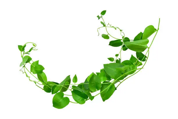 Spiral twisted jungle tree branch,, vine liana plant, root of the tree grape isolated on white background, clipping path included. HD Image and Large Resolution. can be used as wallpaper, real zise