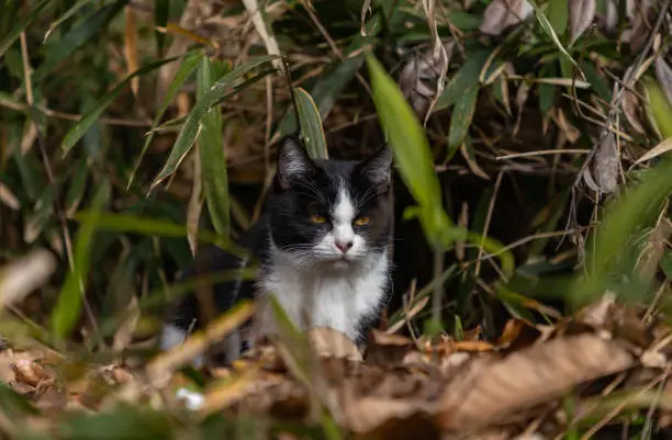 A picture of a cat resting around some vegetation in the Inari mountain.