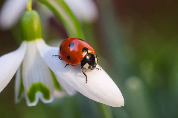 istock ladybug in a forest/on a green leaf /on a white flower 1213867356