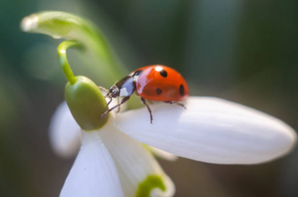 istock ladybug in a forest/on a green leaf /on a white flower 1213867380