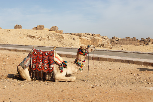 Camel resting near the road in Egyptian desert.