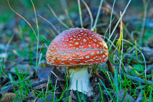 istock Wild mushrooms and mushrooms in the forest 1213868220