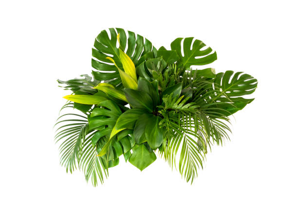 istock green leaves for background and wallpaper 1213868610