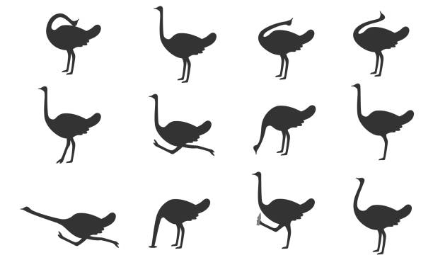 Set of ostriches in different poses. Flat icons. Vector illustration. Set of ostriches in different poses. Flat icons. Vector illustration. ostrich silhouette stock illustrations