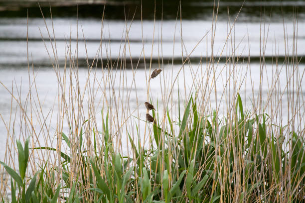 istock Three sparrows in grass at lake in Berlin Charlottenburg 1213869942