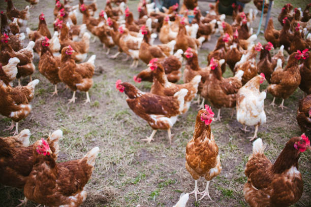 istock rooster and hens in the yard 1213871415