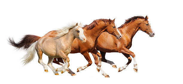 istock Three sorrel horses gallop  - isolated on white 121387198