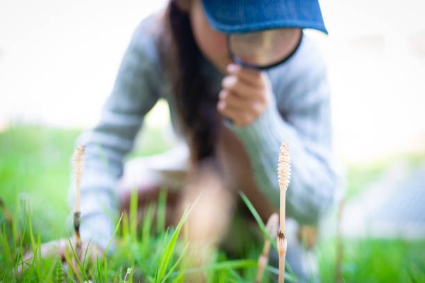 Girl observing horsetail with a magnifying glass