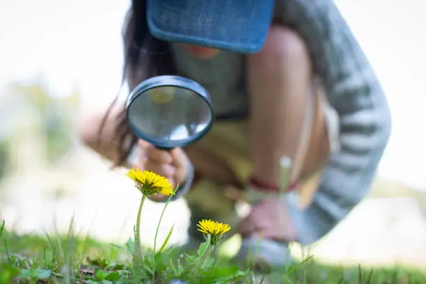 Photo of Girl observing a dandelion with a magnifying glass