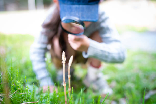 Girl observing horsetail with a magnifying glass