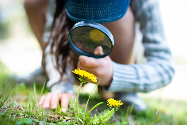 istock Girl observing a dandelion with a magnifying glass 1213872886