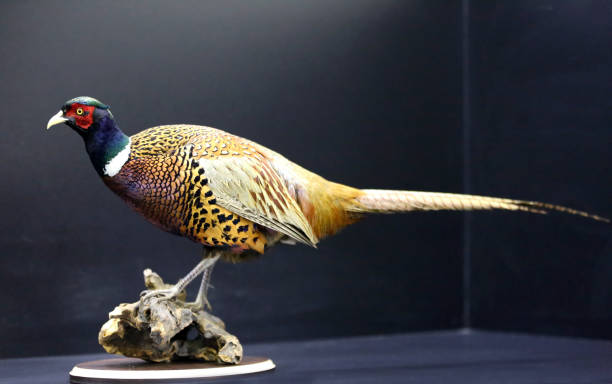 istock Photo of a wild pheasant on black background 1213873045