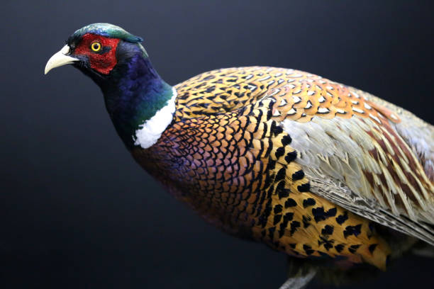 istock Photo of a wild pheasant on black background 1213873052