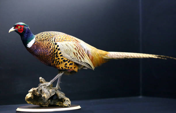 Photo of a wild pheasant on black background