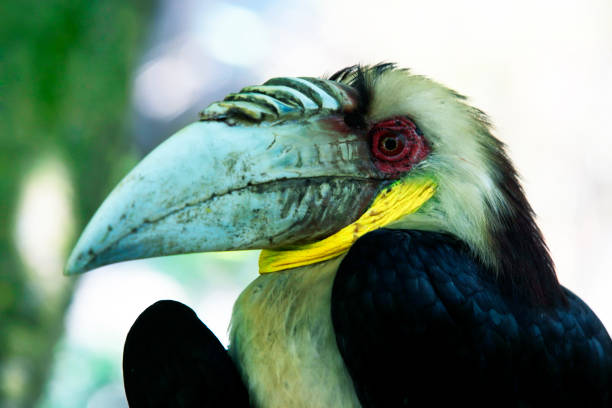 istock Wreathed Hornbill (Rhyticeros Undulatus) 1213873881