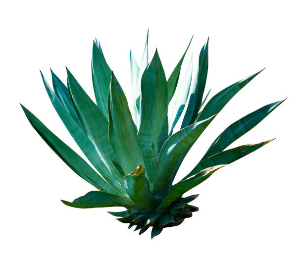 istock exotic plant agave isolated on white background. Blue Agave 1213874315