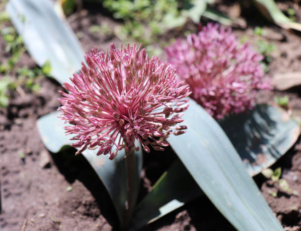 allium nevskianum, dans un jardin bio. a des têtes de fleurs globulaires rouges au-dessus de belles feuilles bleu-gris. allium angulosum est cultivé comme plante ornementale. - globular photos et images de collection