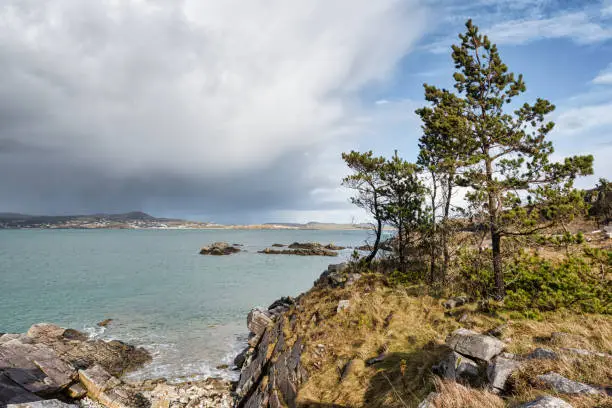 Photo of Coastal Pine Trees