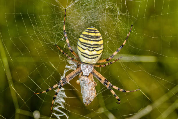 istock Black and yellow stripe Argiope bruennichi wasp spider on web 1213876062