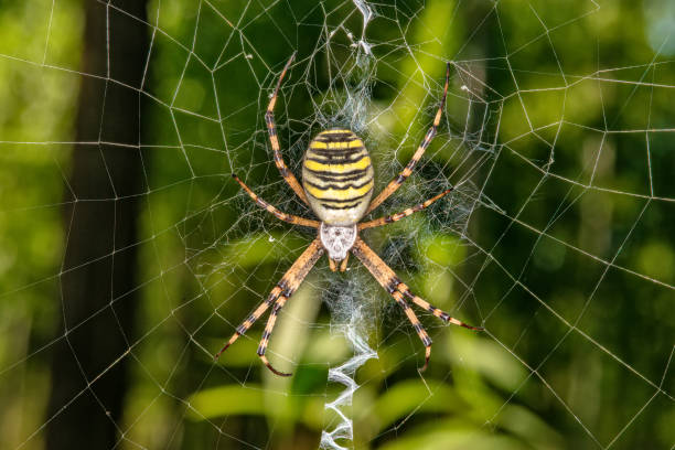 istock Black and yellow stripe Argiope bruennichi wasp spider on web 1213876168