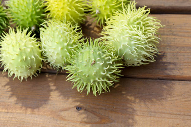 istock Decorative cucumbers, Ecballium elaterium 1213876814