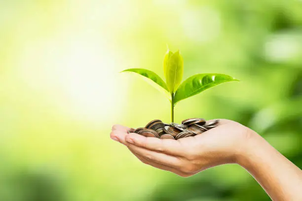 Photo of Man hand holding coins and tree look like as planting on  greenery background and sunlight for planting.Growth saving and investment concept.