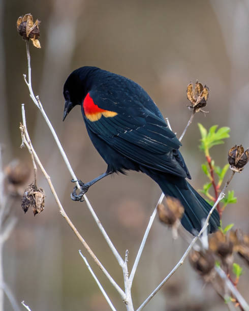 istock Red Winged Blackbird on a branch 1213878340